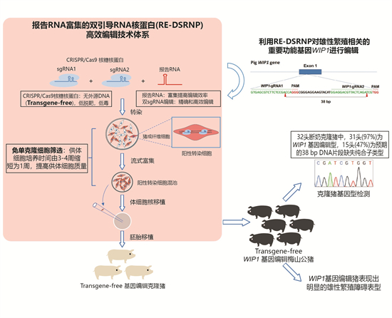 研究建立高效制备基因编辑猪技术体系