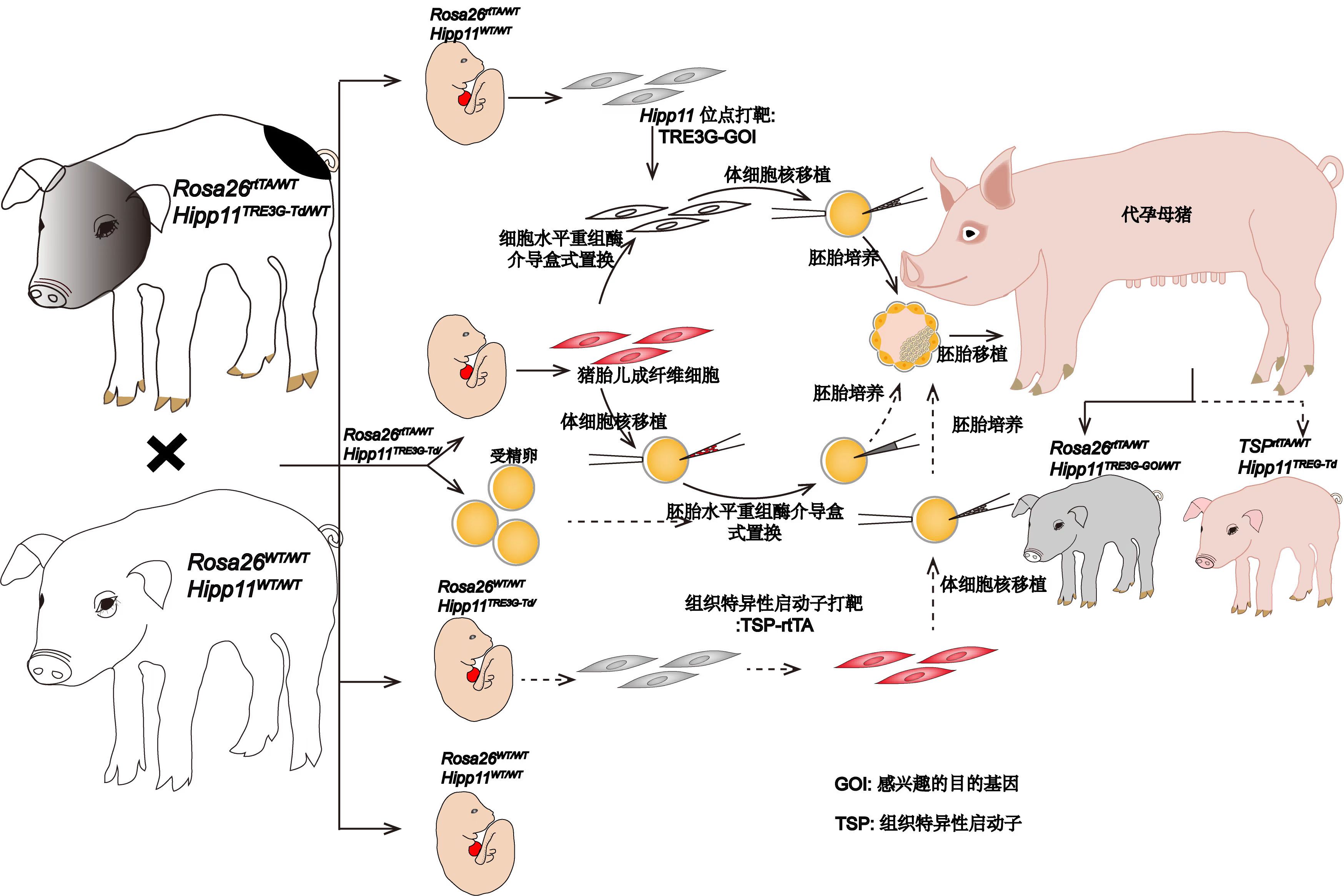 中国科学院广州生物医药与健康研究院在可诱导外源基因表达工具猪培育及其应用取得新进展