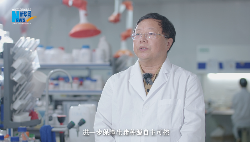 “奋进新时代 重庆新答卷”| 畜牧科技 “肥”了一头黑猪