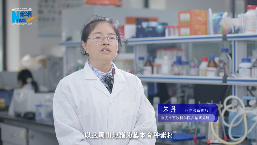 “奋进新时代 重庆新答卷”| 畜牧科技 “肥”了一头黑猪