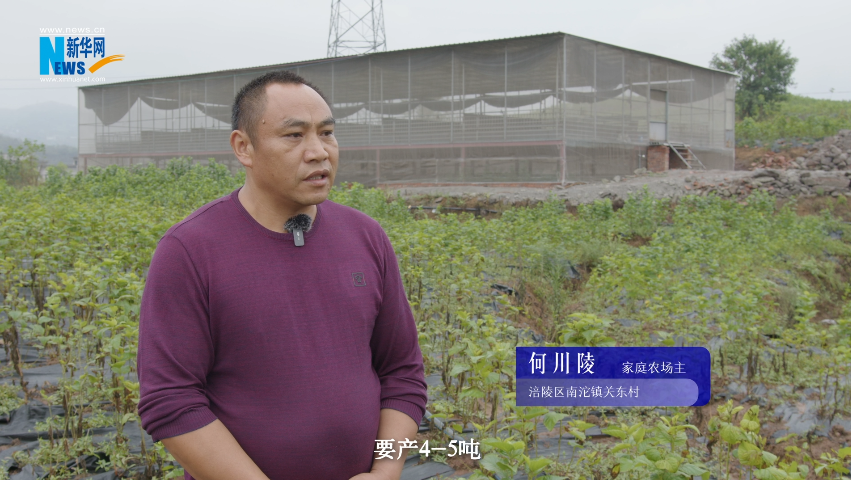 “奋进新时代 重庆新答卷”| 畜牧科技 “肥”了一头黑猪