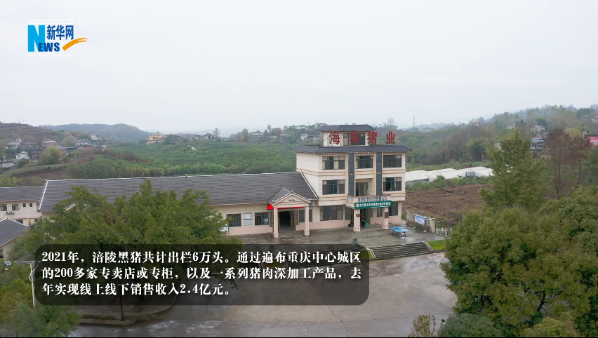 “奋进新时代 重庆新答卷”| 畜牧科技 “肥”了一头黑猪