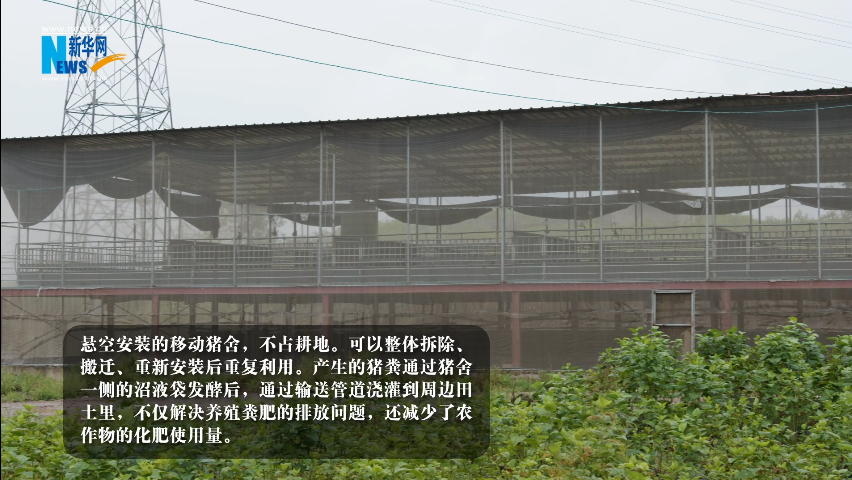 “奋进新时代 重庆新答卷”| 畜牧科技 “肥”了一头黑猪