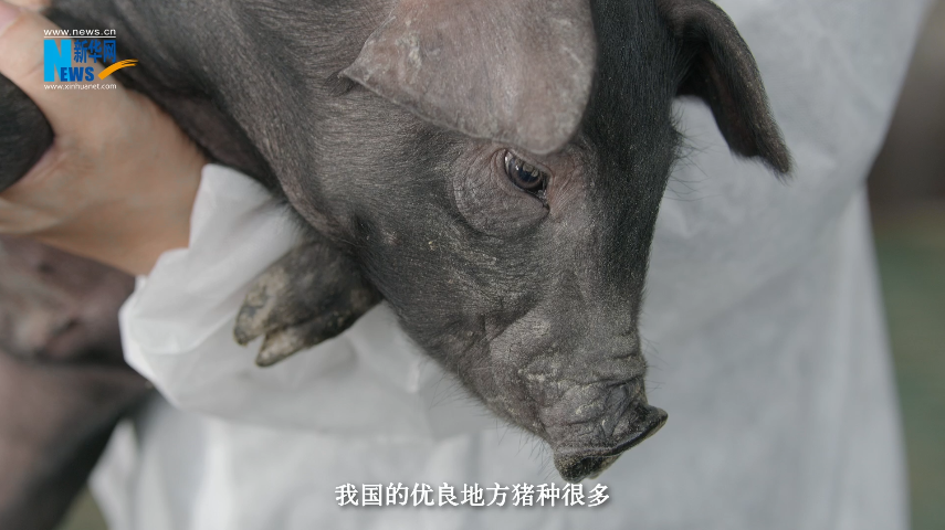 “奋进新时代 重庆新答卷”| 畜牧科技 “肥”了一头黑猪