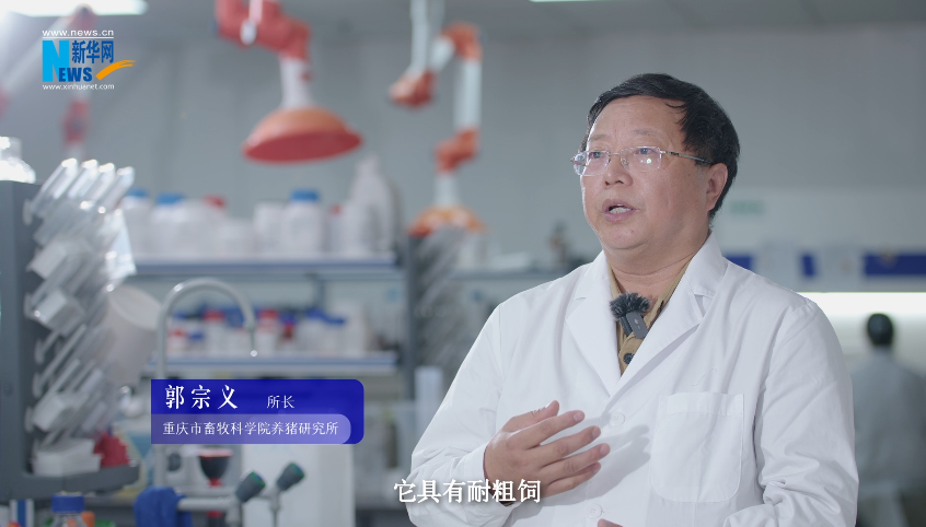 “奋进新时代 重庆新答卷”| 畜牧科技 “肥”了一头黑猪