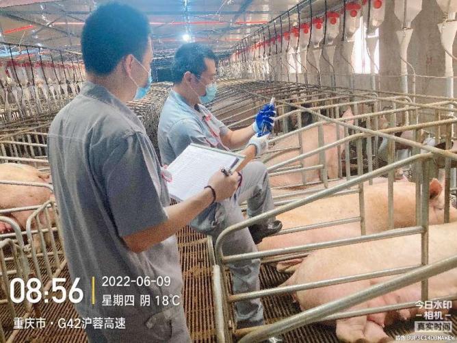 国家生猪技术创新中心在母猪高效繁育技术集成示范方面取得成效