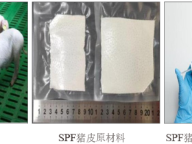 利用SPF猪皮生产医美胶原蛋白