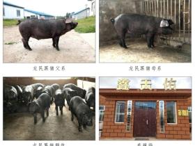 龙民黑猪配套系及其养殖技术