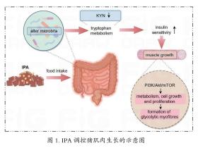 国家生猪技术创新中心营养与饲料研究院在营养调控猪肌肉发育方面取得研究新进展