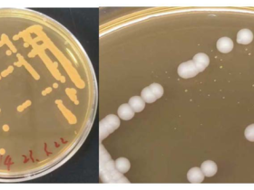 国家生猪技术创新中心在畜禽养殖舍净化 新技术开发方面取得重要进展