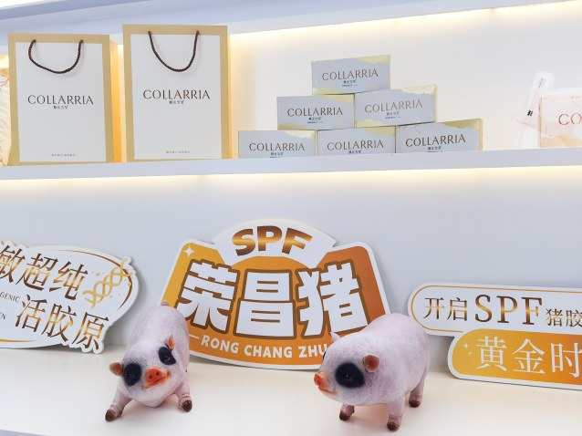 【“同一个健康”·荣昌实践】这头猪的身体里,藏着人类变美变健康的“秘方”
